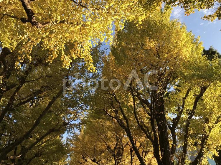 まだまだ暑い、、、 秋,木,紅葉の写真素材