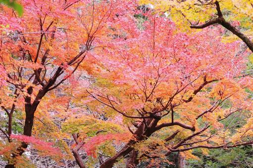 色鮮やかな紅葉 色鮮やかな紅葉の写真