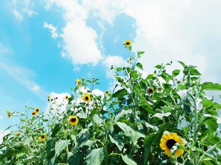 ヒマワリ大家族！！の写真