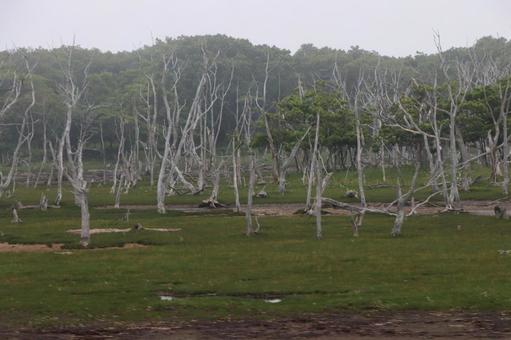 Photo, wild peninsula, narawarra, natural, 