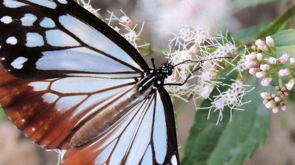 フジバカマに飛来 蜜を吸うアサギマダラ フジバカマに飛来 蜜を吸うアサギマダラ アサギマダラ,秋,タテハチョウ科の写真素材