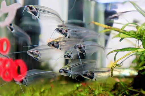 レントゲンみたいの写真