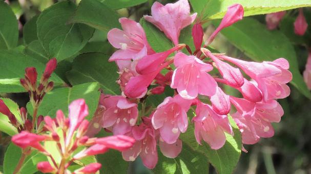 タニウツギの花 タニウツギの花 タニウツギ,花,初夏の写真素材