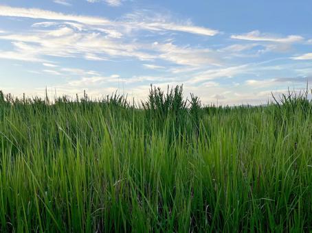 緑の草原と青い空 緑の草原と青い空の写真