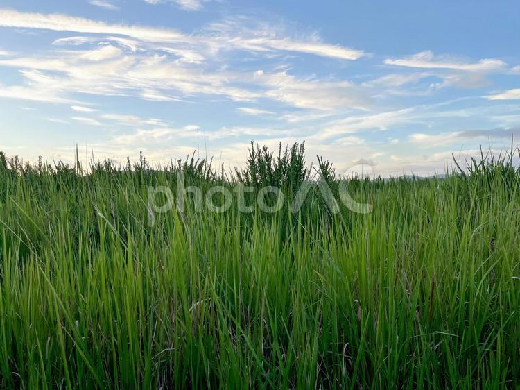 緑の草原と青い空 草原,緑,自然の写真素材