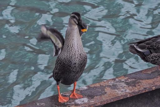 羽ばたくカルガモ 羽ばたくカルガモ かるがも,カモ,カルガモの写真素材