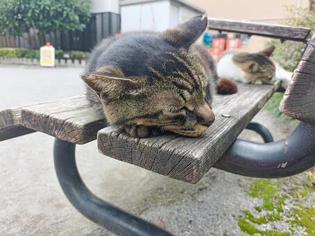 仲良しお昼寝ねこ ねこ,キジトラ,お昼寝の写真素材