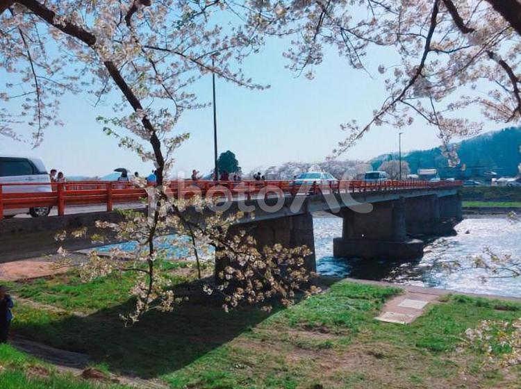 秋田の桜 桜,桜並木,土手の写真素材