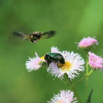 アオハナムグリ アオハナムグリの写真