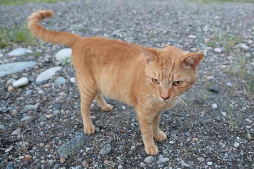 砂利にたたずむ茶トラ猫 砂利にたたずむ茶トラ猫の写真