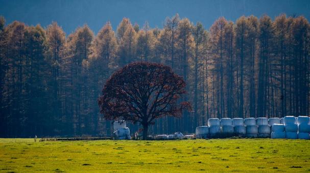 晩秋の林の前に佇む、赤黒い一本木 カラマツ,牧草ロール,樹木の写真素材