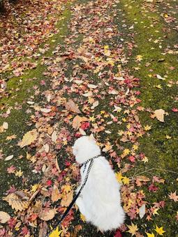 猫と枯れ葉 秋,自然,ナチュラルの写真素材