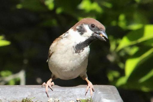 すずめ一羽 すずめ一羽 鳥,野鳥,小鳥の写真素材