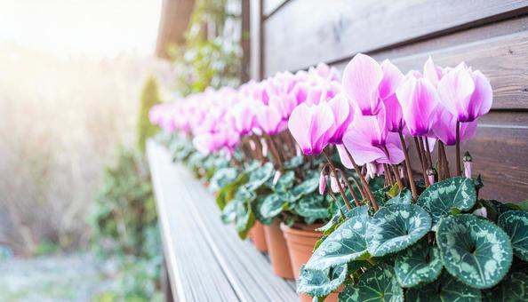 冬の花 シクラメン 冬の花 シクラメンの写真