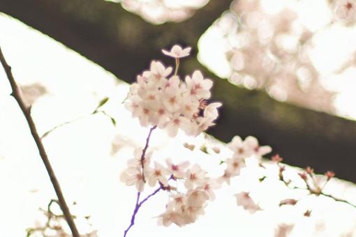 桜と、空 桜と、空の写真