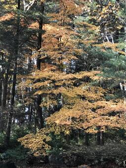 紅葉 紅葉の写真