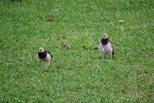 緑の草むらを歩く２羽のクビワムクドリ 緑,草むら,歩くの写真素材