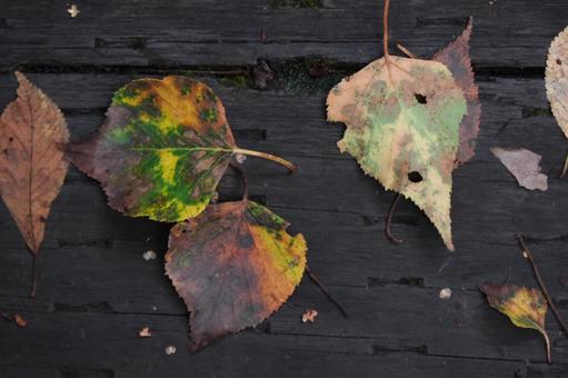 ネイチャーの写真