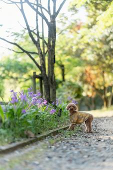 春の公園で散歩するトイプードル 春の公園で散歩するトイプードルの写真