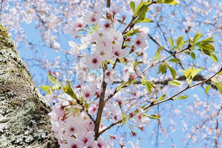 桜の木と青空 桜,桜の花,ソメイヨシノの写真素材