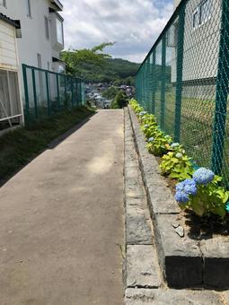ちょいと紫陽花の路地へ 夏,夏休み,故郷の写真素材