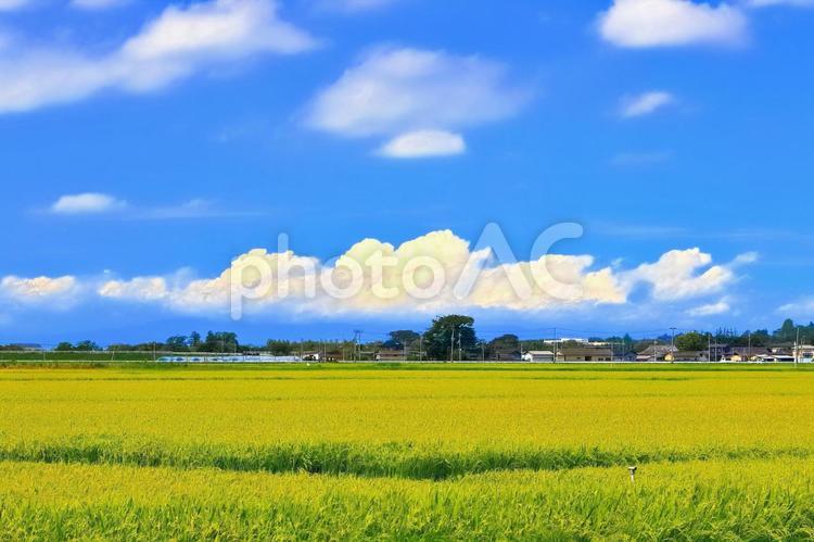 夏の田園風景 水田,田んぼ,田の写真素材