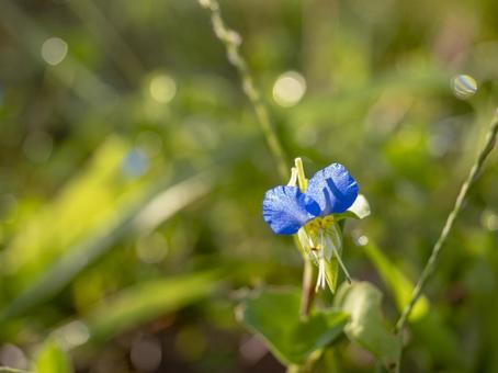 Dayflower flowers shining with morning dew, JPG