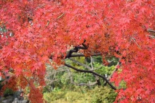 紅葉 紅葉の写真