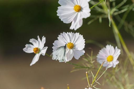 白秋桜にとまるモンシロチョウ 秋桜,花,白の写真素材