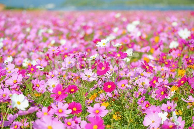 花の海のコスモス畑 コスモス畑,コスモス,秋桜の写真素材