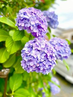紫の紫陽花 紫の紫陽花の写真