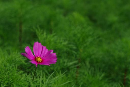コスモス 秋桜 秋の花 ピンクの花 コスモス 秋桜 秋の花 ピンクの花 コスモス,秋桜,秋の花の写真素材