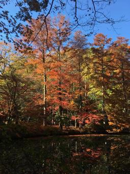 紅葉 紅葉の写真