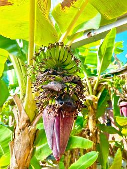 バナナの写真素材 バナナ,植物,栽培の写真素材