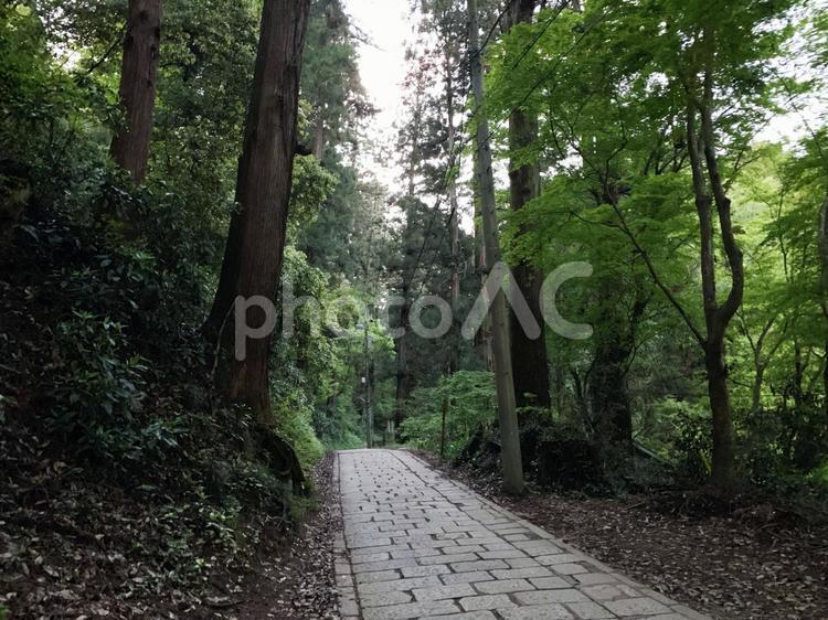 高尾山　夕暮れの道 高尾山,山道,１号路の写真素材