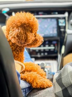 一緒にドライブするトイプードル 動物,犬,コンパニオンアニマルの写真素材