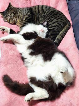 無防備なハチワレ 猫,ヘソ天,仰向けの写真素材