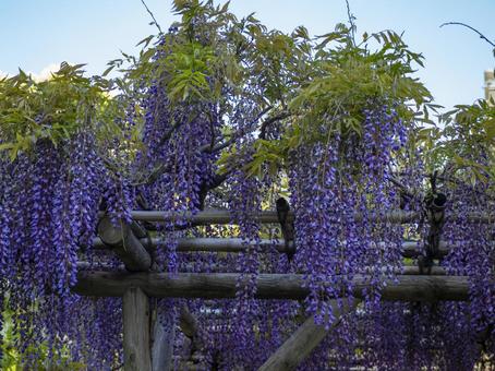 藤の花 藤の花の写真