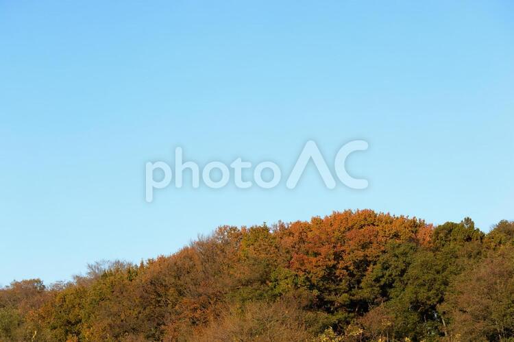 樹木のある風景 木,樹木,枝の写真素材