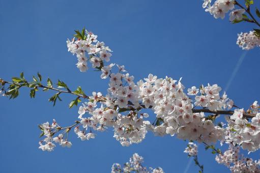 青空とさくらの写真