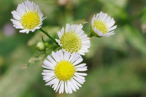 野原に咲くハルジオンの白い花 野原に咲くハルジオンの白い花 花,植物,自然の写真素材