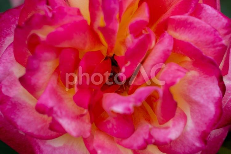 バラ 薔薇,バラ,バラ園の写真素材