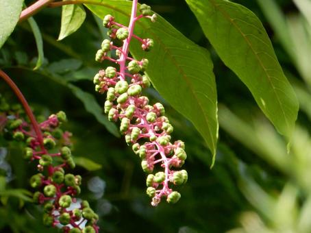 【植物写真】ヨウシュヤマゴボウ 【植物写真】ヨウシュヤマゴボウの写真