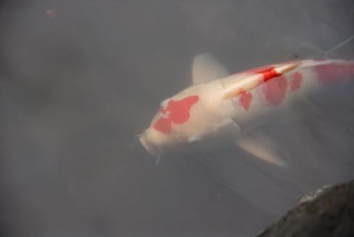 優雅に泳ぐ錦鯉の写真