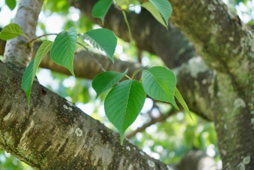 Fresh green cherry blossoms, JPG