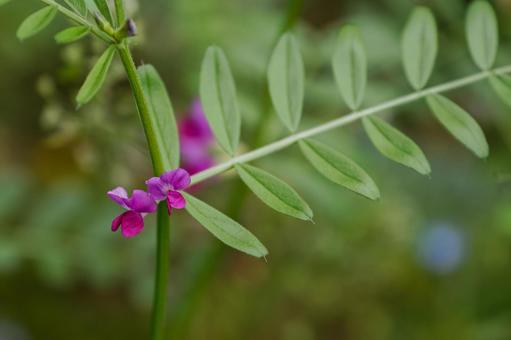 カラスのえんどう01 カラスノエンドウ,ヤハズエンドウ,花の写真素材