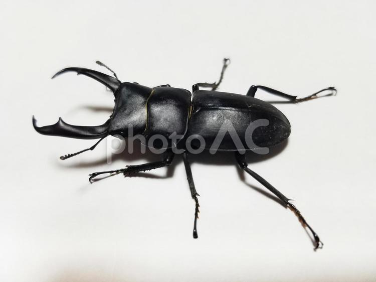 クワガタムシ　 クワガタ,虫,昆虫の写真素材