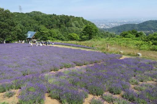 満開のラベンダー札幌市幌見峠の写真