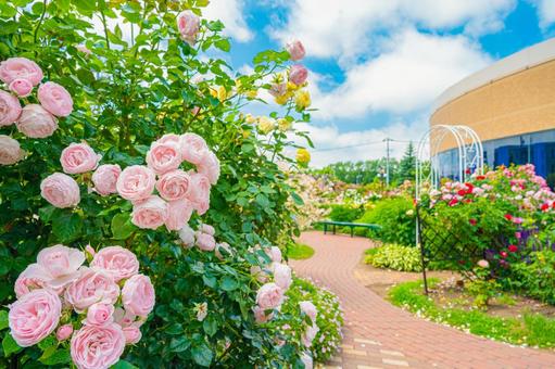 北海道 札幌のバラ園 北海道 札幌のバラ園の写真