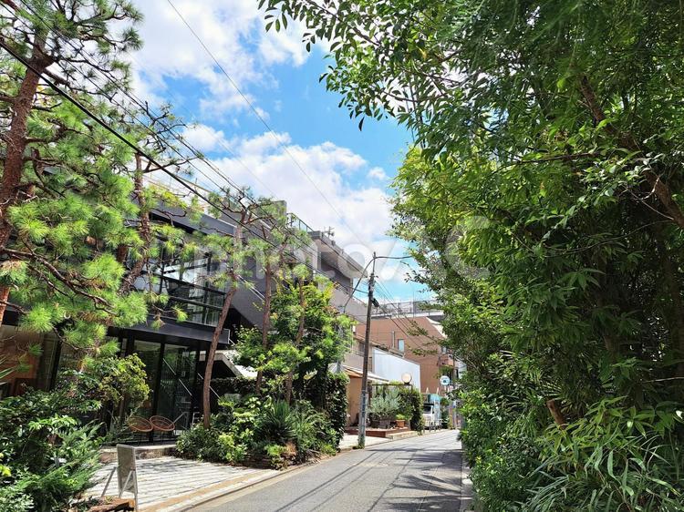 夏の表参道 日本,夏,東京の写真素材